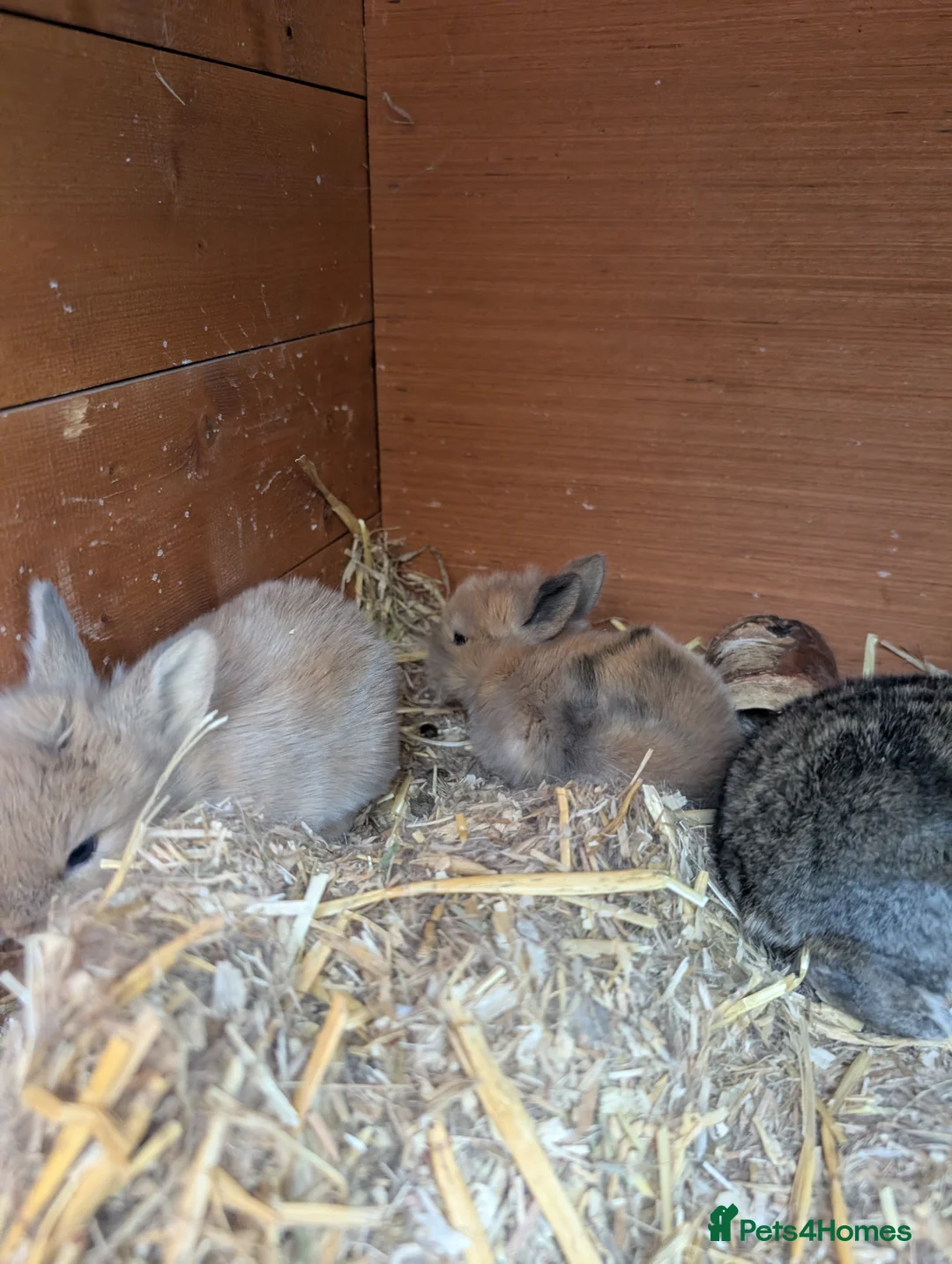 Mini Lion Lop rabbits for sale: 5 absolutely adorable baby bunnies  - Advert 2
