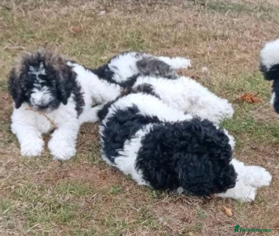 Standard Poodle dogs for sale: Standard Poodle x St Berdoodle  - Image 34