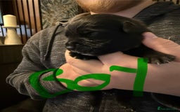 Mixed Breed dogs for sale: Mastador pups - Image 15