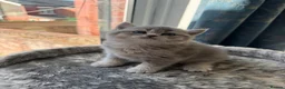British Shorthair cats for sale: British Shorthair Kittens  - Advert 5