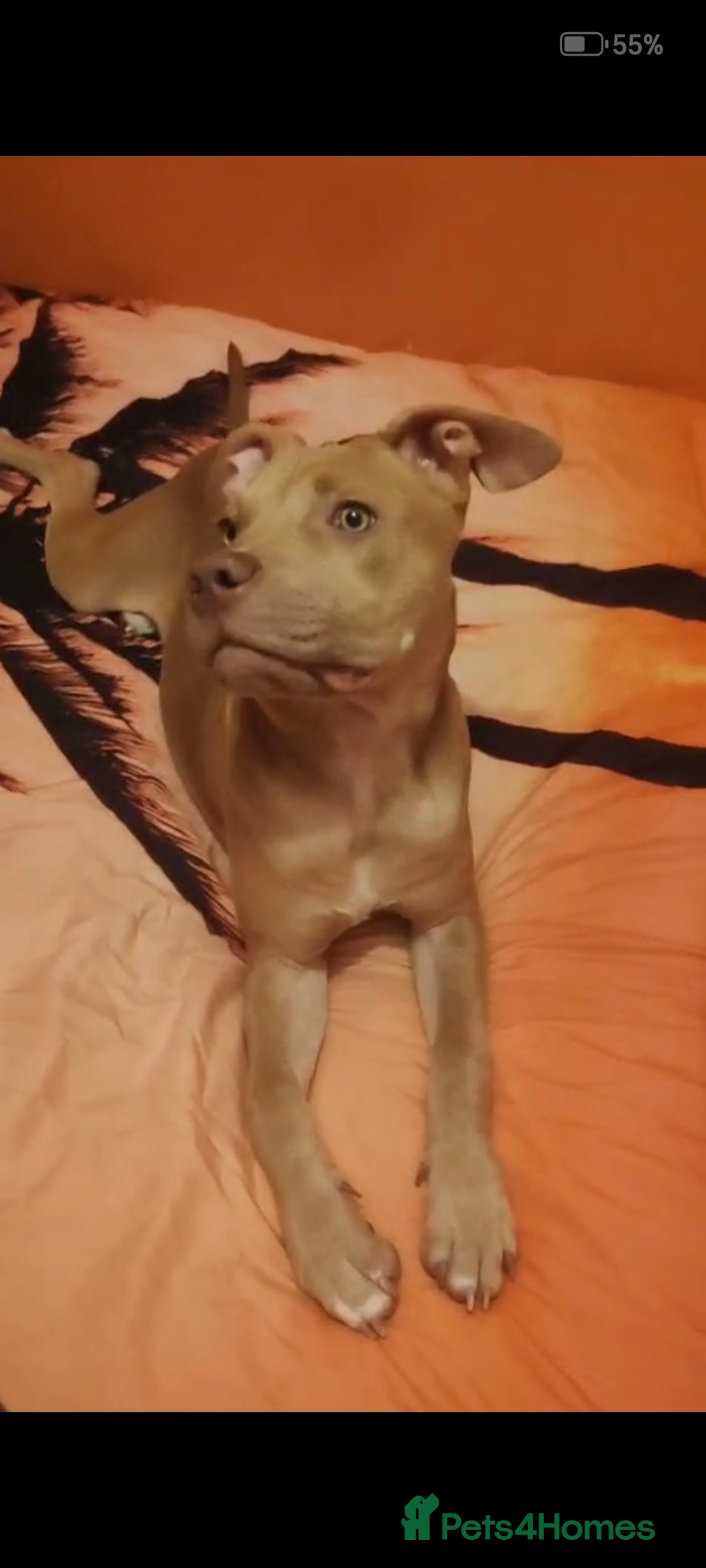 Mixed Breed dogs for sale: 10 month pup looking for forever loving home  - Advert 10