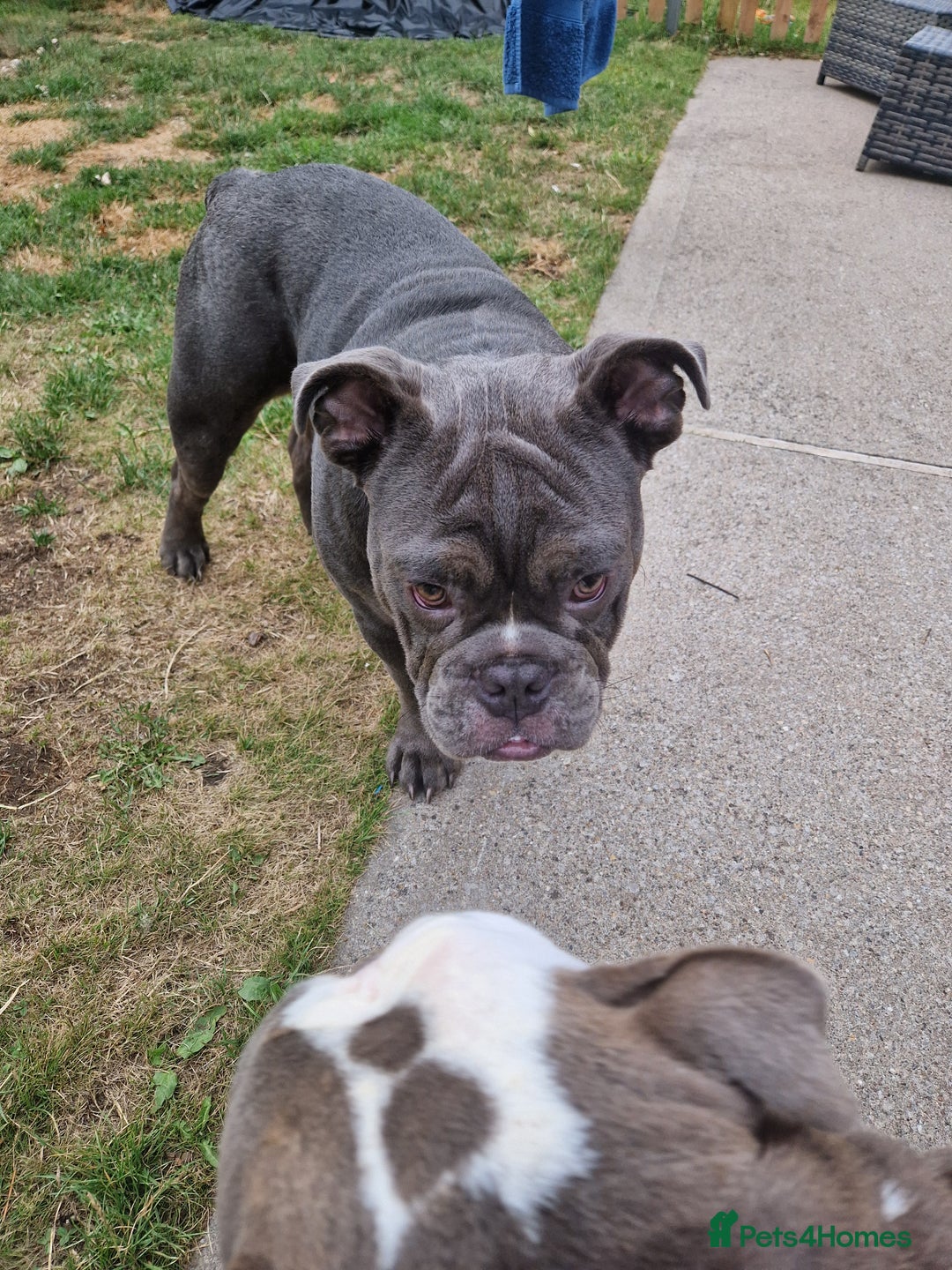 Mixed Breed dogs for sale: 7 month old QUALITY ENGLISH BULLDOG - Image 4