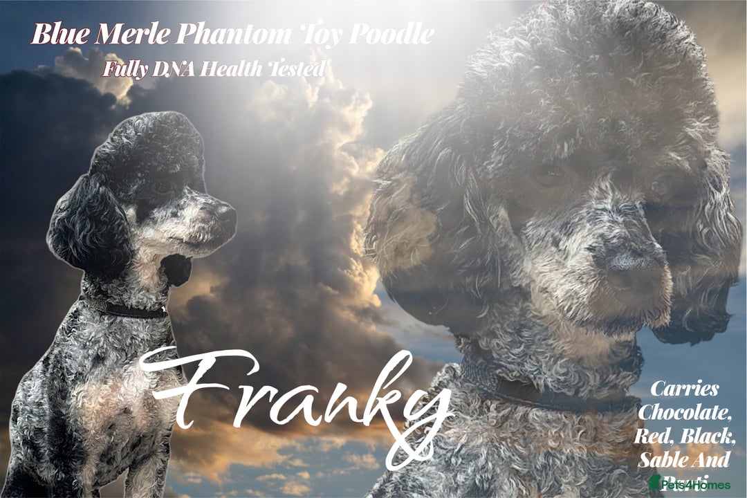 Toy Poodle dogs for stud: Blue Merle Phantom Poodle  - Image 1