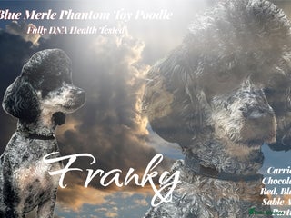 Toy Poodle dogs - Advert 15