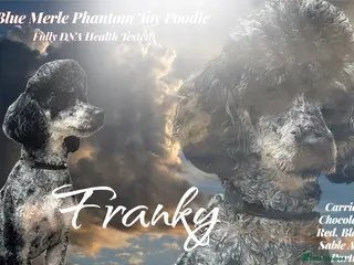 Toy Poodle dogs Blue Merle Phantom Poodle - Advert 19