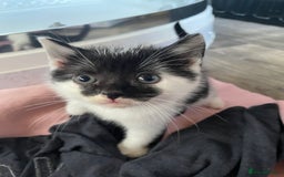 Mixed Breed cats for sale: 4 beautiful boy kittens  - Image 16