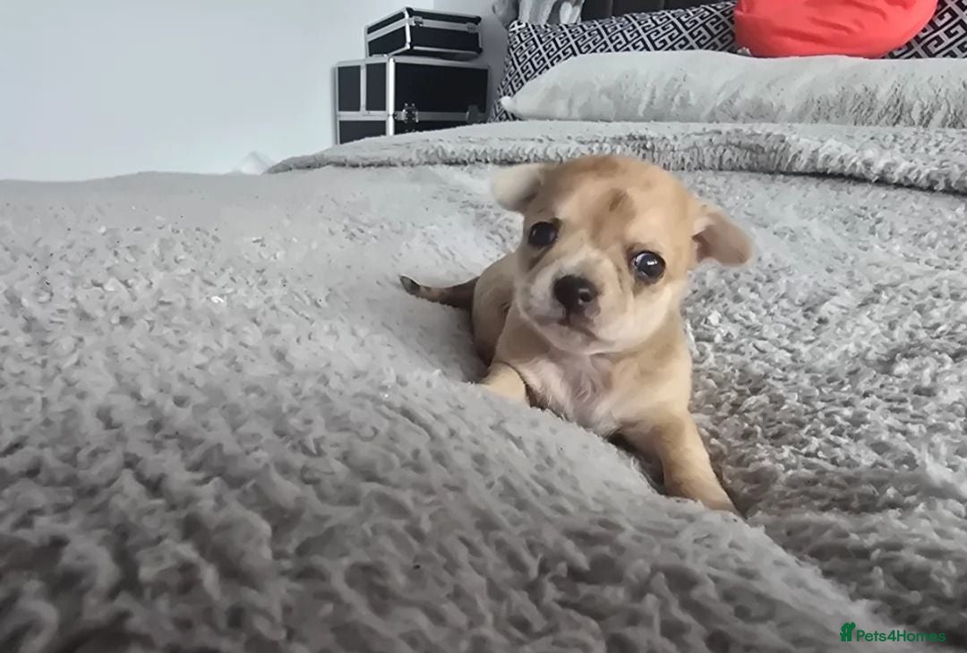 Chihuahua dogs Gorgeous Chihuahua puppies - Advert 1
