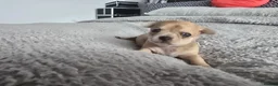 Chihuahua dogs for sale: Gorgeous Chihuahua puppies in Plymouth - Advert 1