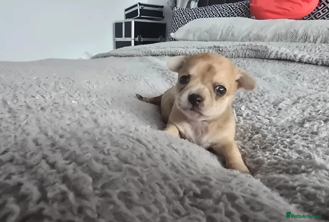 Chihuahua dogs for sale: Gorgeous Chihuahua puppies in Plymouth - Advert 1