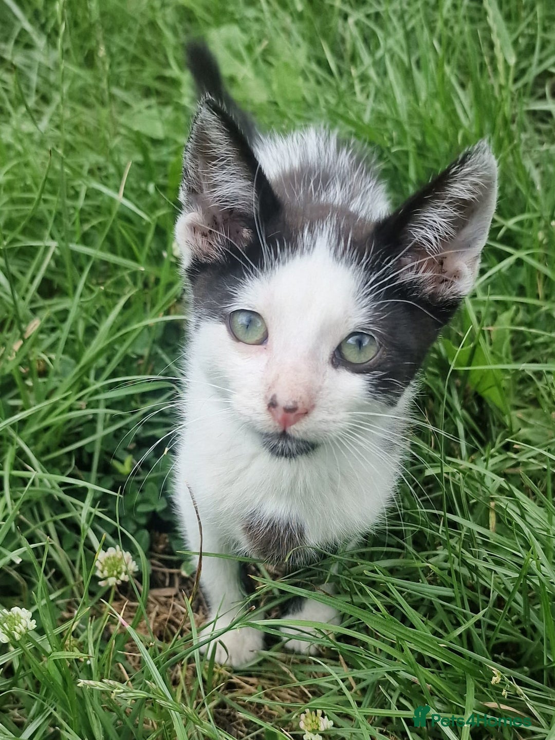 Domestic Shorthair cats for sale: 3 Playful Kittens 🐾 - Image 4