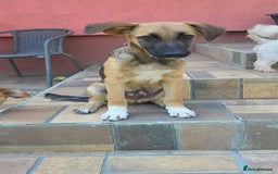 Mixed Breed dogs for adoption: CADBURY 5 months M playful/loves dogs, kids, cats! - Image 12