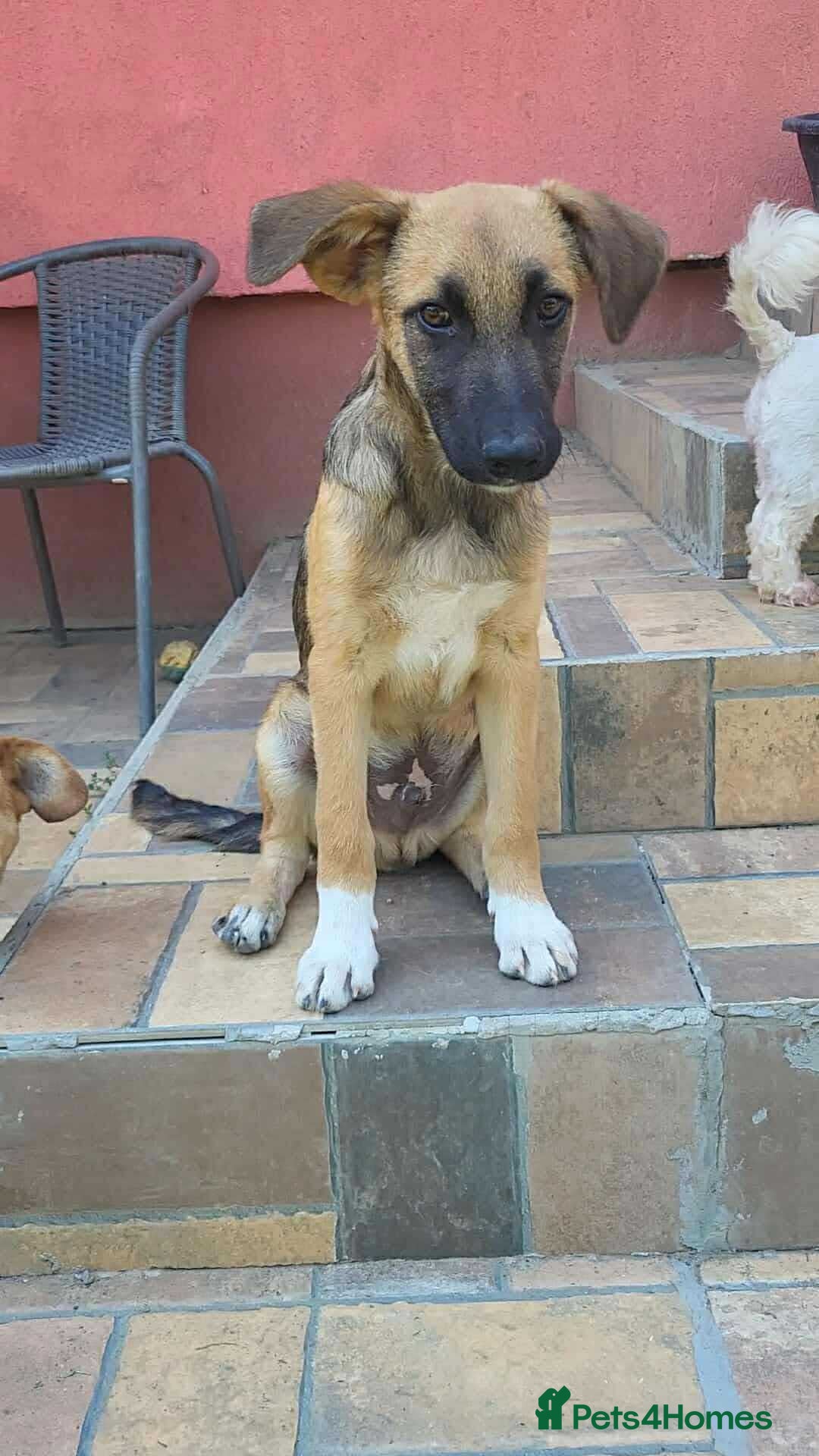 Mixed Breed dogs for adoption: CADBURY 5 months M playful/loves dogs, kids, cats! - Image 12