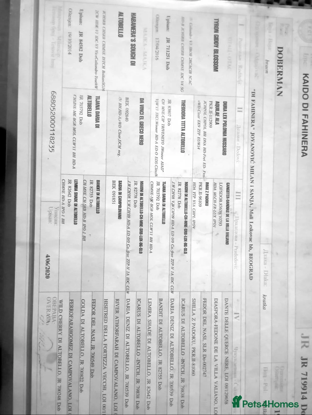 Dobermann dogs for sale: Dobermann pup (KC Registered Exceptional Parents) - Advert 5