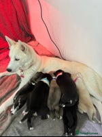 Siberian Husky dogs Husky Puppies 🩵🩷 - Advert 3