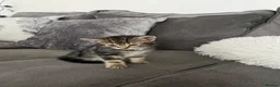Mixed Breed cats for sale: 5 cute kittens for sale 🐾🐾🥹 - Advert 8