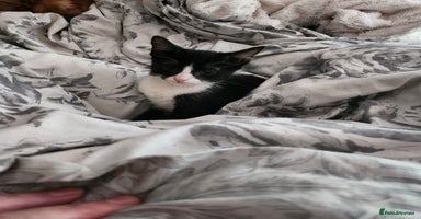 Mixed Breed cats - Advert 3