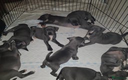 Staffordshire Bull Terrier dogs for sale: Beautiful blue Staffordshire bull terrier puppies  - Image 3