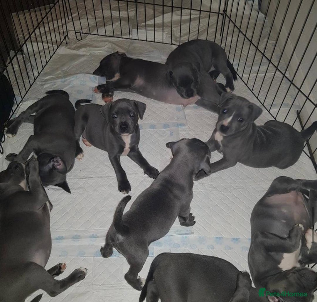 Staffordshire Bull Terrier dogs for sale: Beautiful blue Staffordshire bull terrier puppies  - Image 3