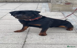 Rottweiler dogs for stud: Champion bloodline rottiweiler stud  - Image 3