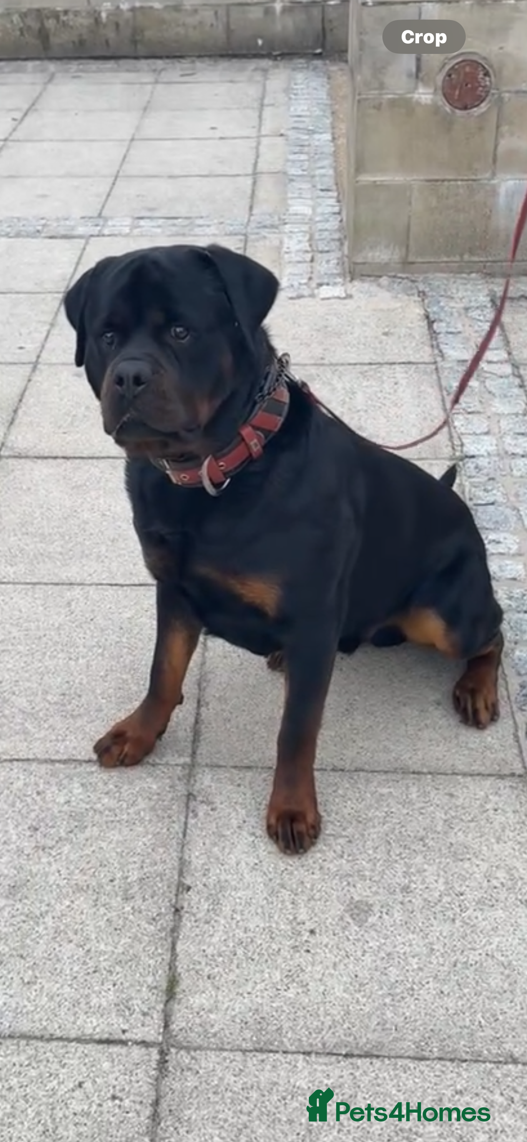 Rottweiler dogs for stud: Champion bloodline rottiweiler stud  - Image 3