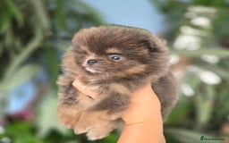Pomeranian dogs for sale: True to type blue and chocolate boy - Image 6