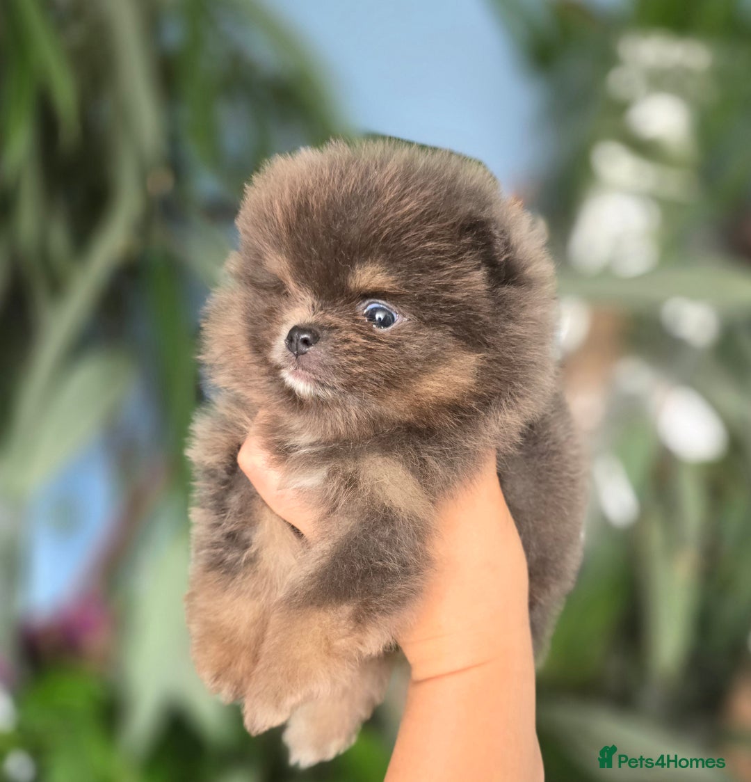 Pomeranian dogs for sale: True to type blue and chocolate boy - Image 6