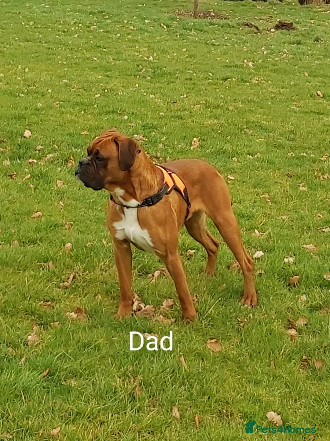 Boxer dogs for sale: GORGEOUS KC PUPPIES  - Advert 2