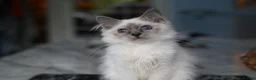 Birman cats for sale: GCCF Blue Point Birman girl (Only 1 Girl Left) - Advert 6