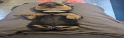 Rottweiler dogs for sale: 5* Rottweiler Puppies  in Wadebridge - Advert 18