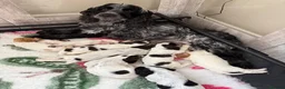 Cocker Spaniel dogs for sale: Outstanding Show Type Cocker Spaniel Puppies - Advert 31