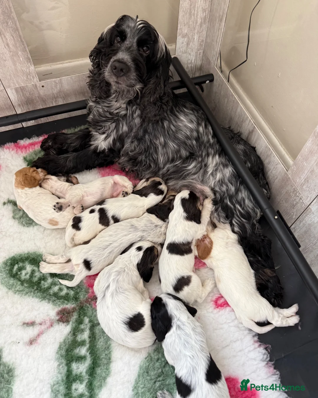 Cocker Spaniel dogs for sale: Outstanding Show Type Cocker Spaniel Puppies - Advert 31