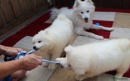 Samoyed dogs for sale: Samoyed puppies looking for the new loving  home - Image 12