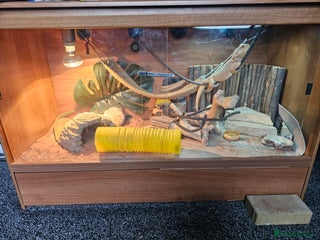 Bearded Dragon reptiles for sale - Advert 1