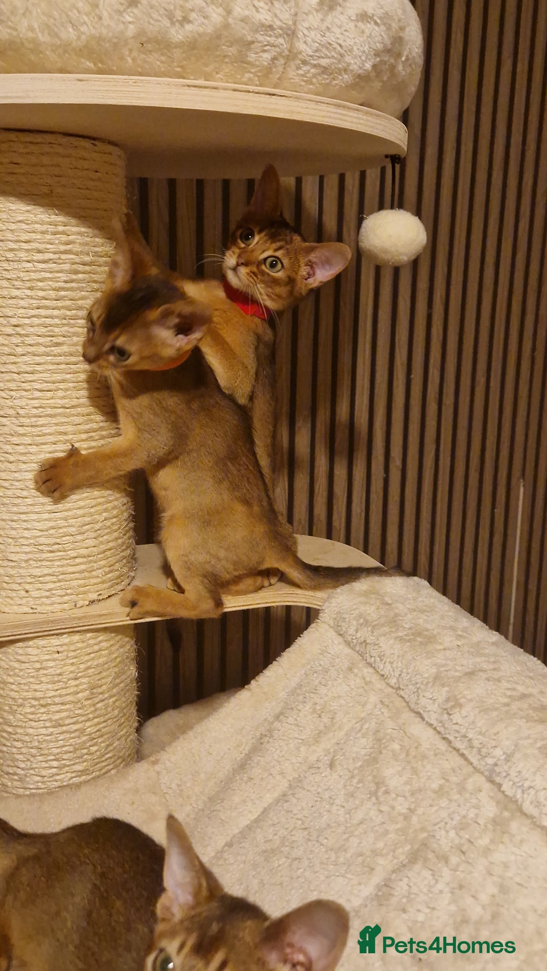 Abyssinian cats for sale: Pure Abyssian kittens ❤️ - Advert 6