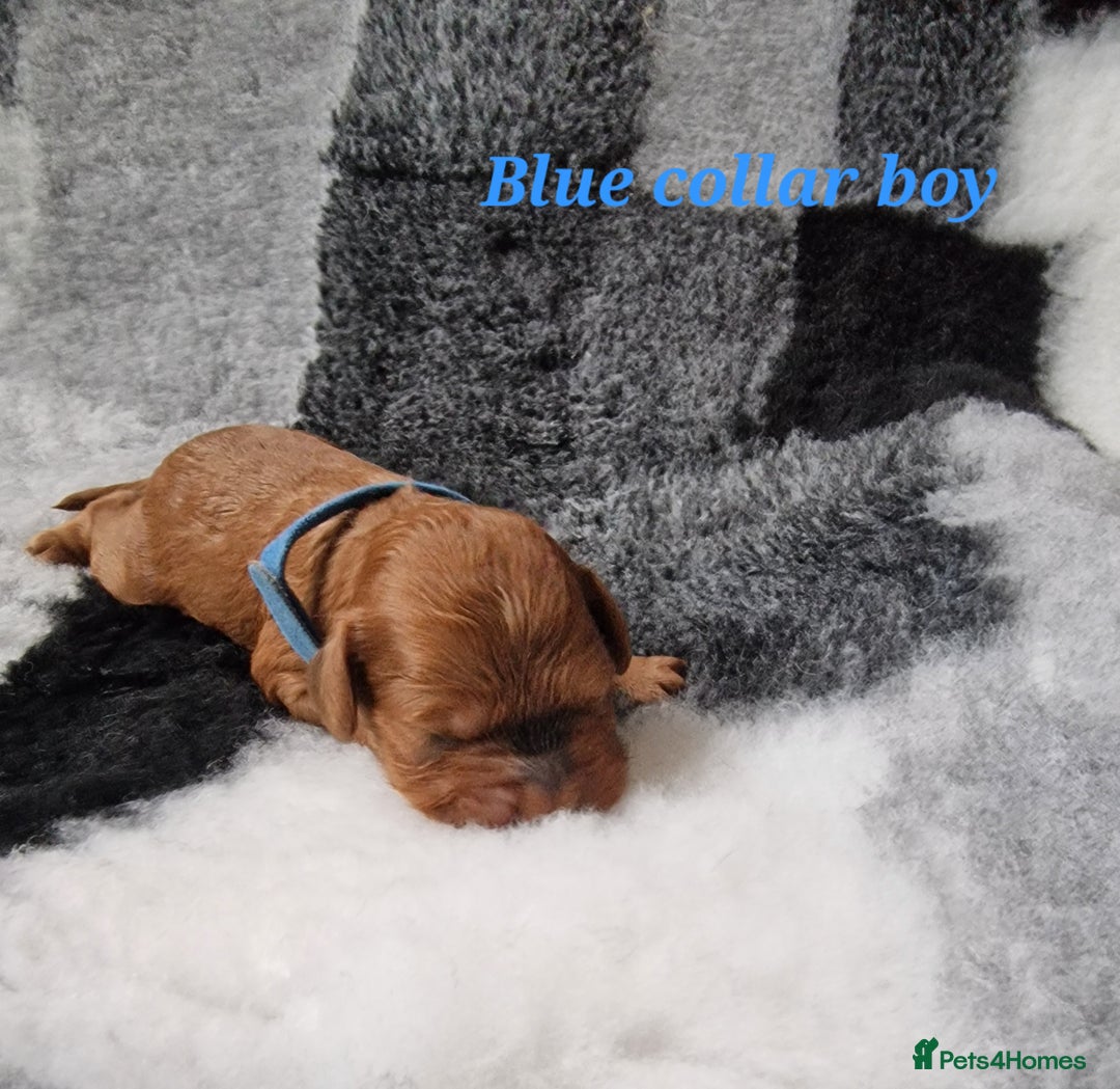 Cockapoo dogs for sale: Beautiful F1 Cockapoo puppies - Image 6