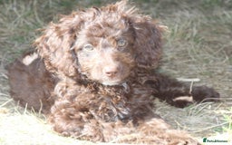 Australian Labradoodle dogs for sale: 🧡💚💙Last girl available, fully health test💙💚🧡 - Image 18
