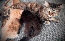 British Longhair cats for sale: 4 gorgeous fluffy kittens - Image 16