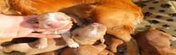 Cocker Spaniel dogs for sale: Beautiful Cocker spaniel puppies (working) - Advert 13