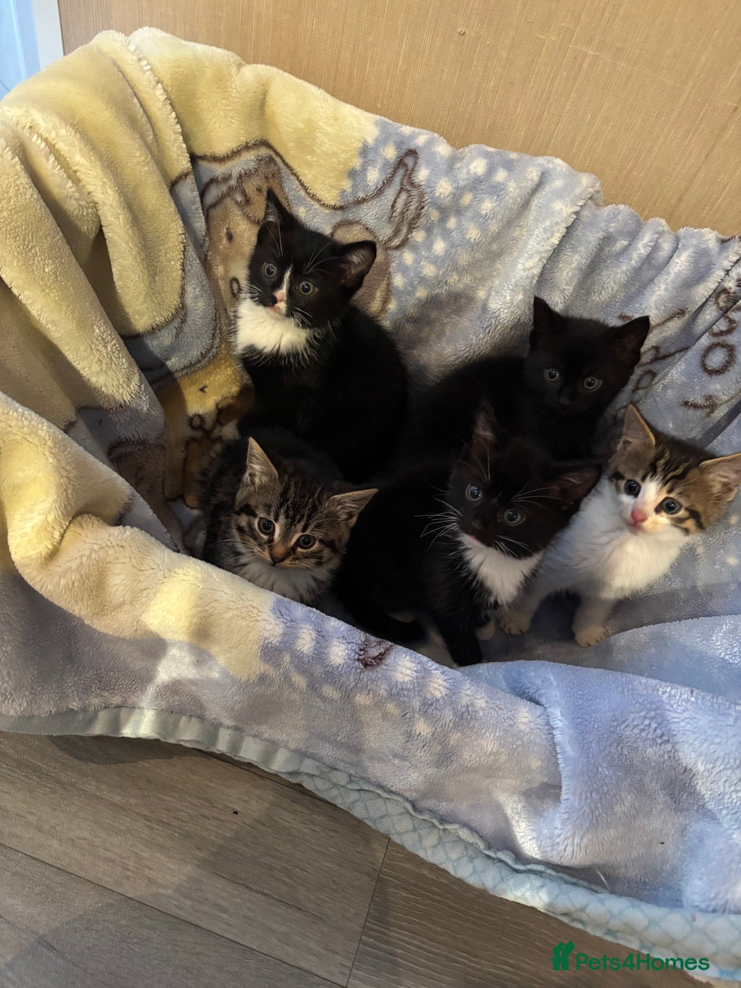 Mixed Breed cats for sale: Beautiful kittens - Image 6