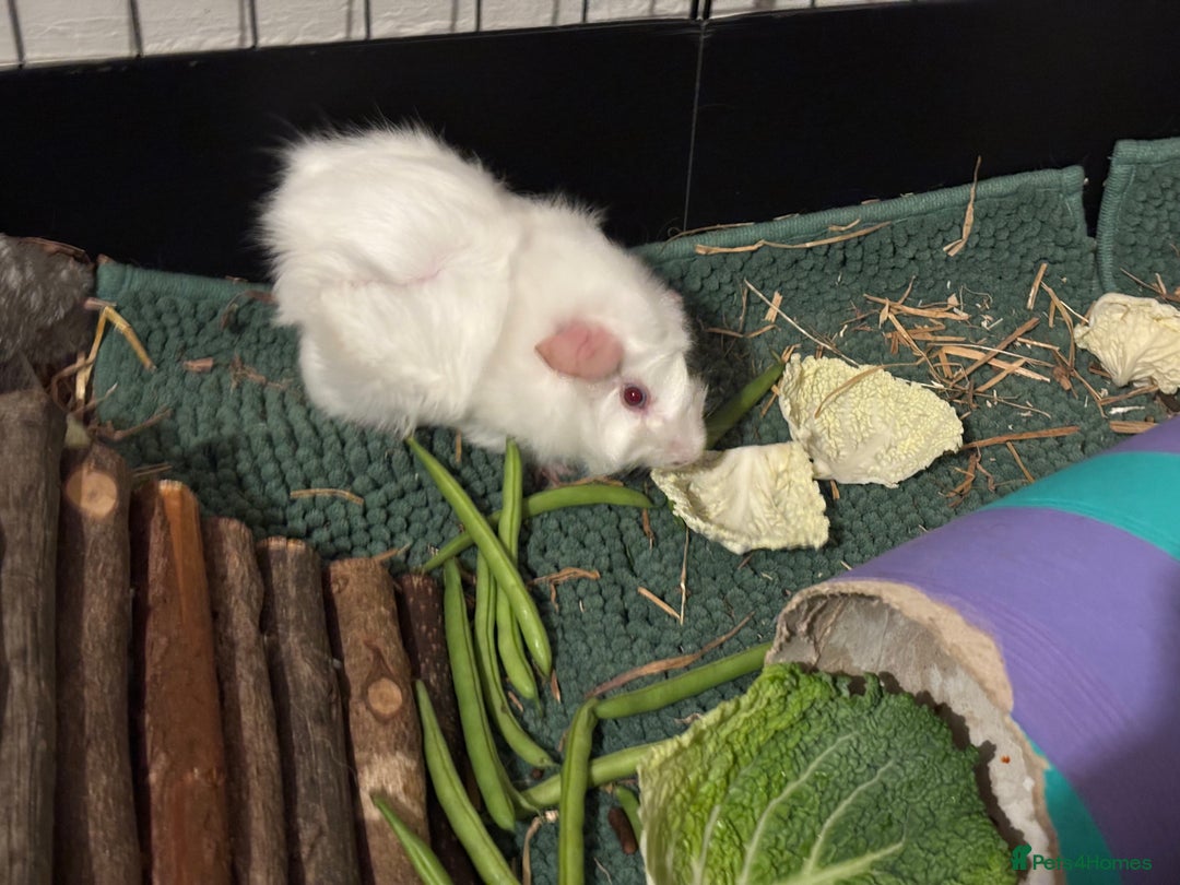 Guinea Pig rodents for sale: Four Guinea Pigs with Set Up and Accessories - Image 23