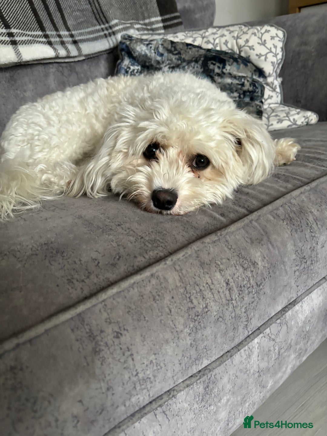 Cavachon dogs for sale: Cavachon - Advert 1