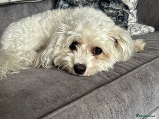 Cavachon dogs Cavachon - Advert 1