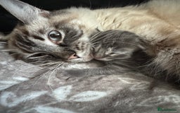 Ragcoon cats for sale: Gorgeous Mainecoon x Ragdoll kittens  - Image 14
