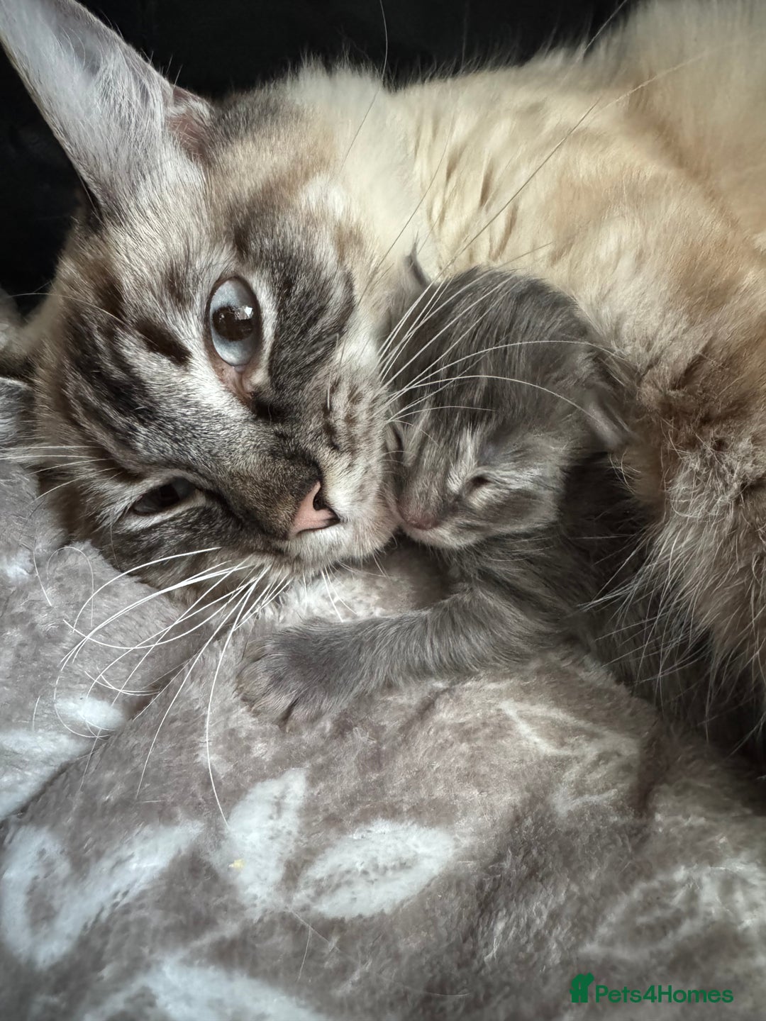 Ragcoon cats for sale: Gorgeous Mainecoon x Ragdoll kittens  - Image 14
