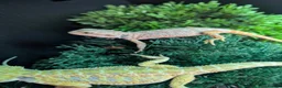 Bearded Dragon reptiles for sale: Hand tame - Advert 8