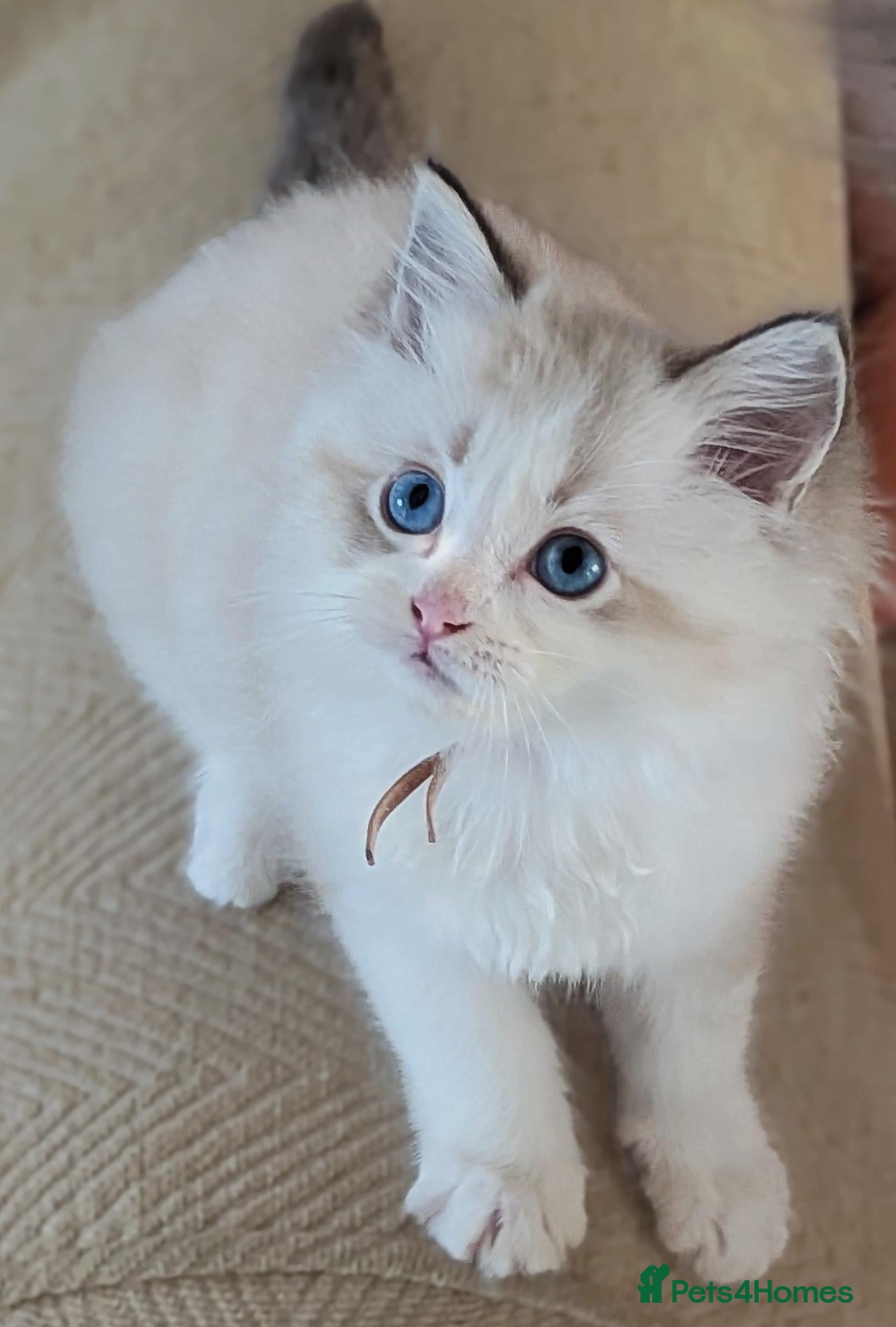 Ragdoll cats 🏆 GCCF Champion Ragdolls • Active Considered - Advert 2