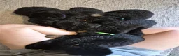 German Shepherd dogs for sale: Beautiful German Shepherd Pups  - Advert 2