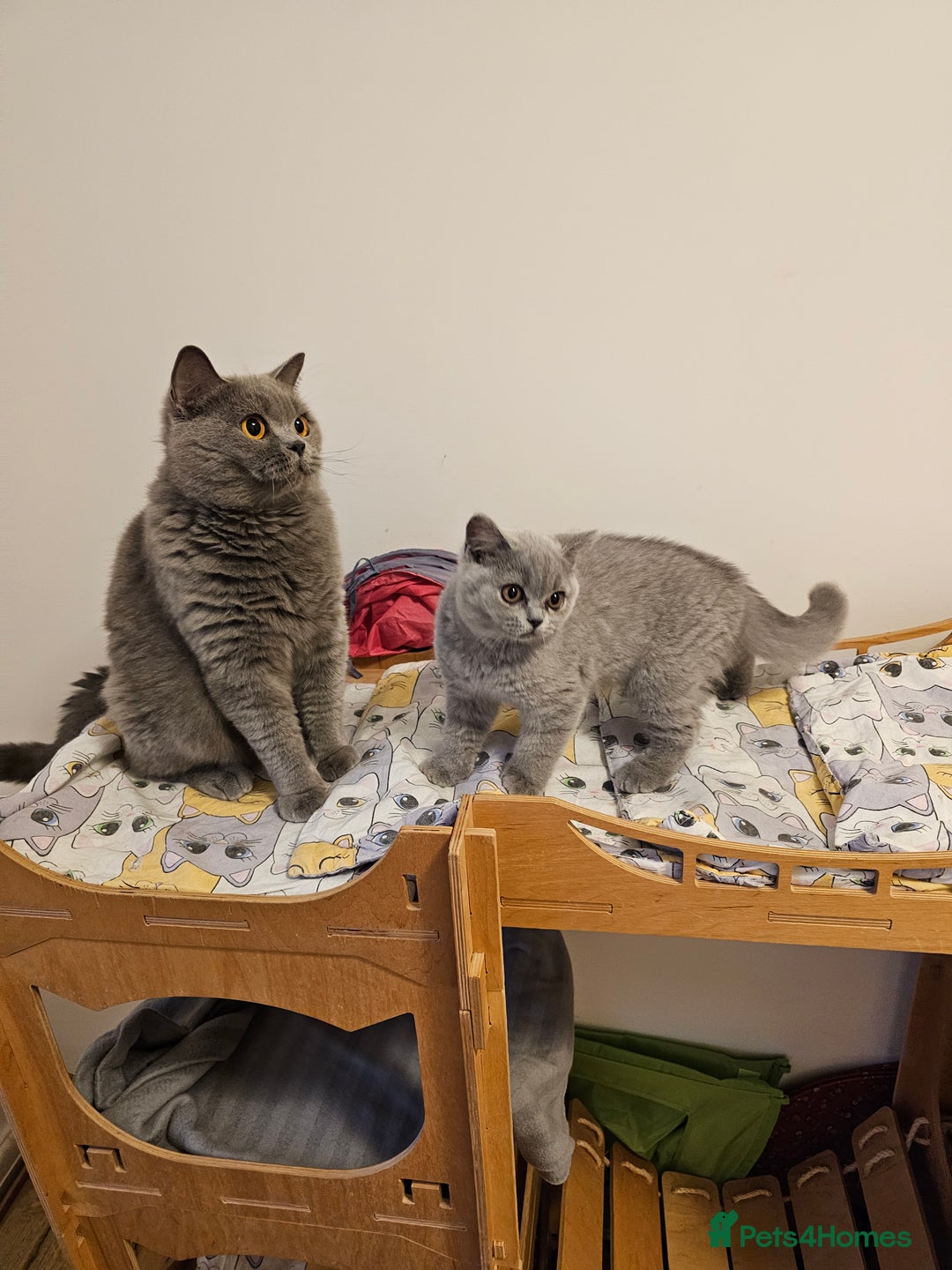 British Shorthair cats for sale: Beautiful British Shorthair kittens NEUTERED - Advert 3