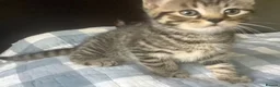 Mixed Breed cats for sale: Scottish Fold /Straight mixed breed kittens, ready - Advert 7