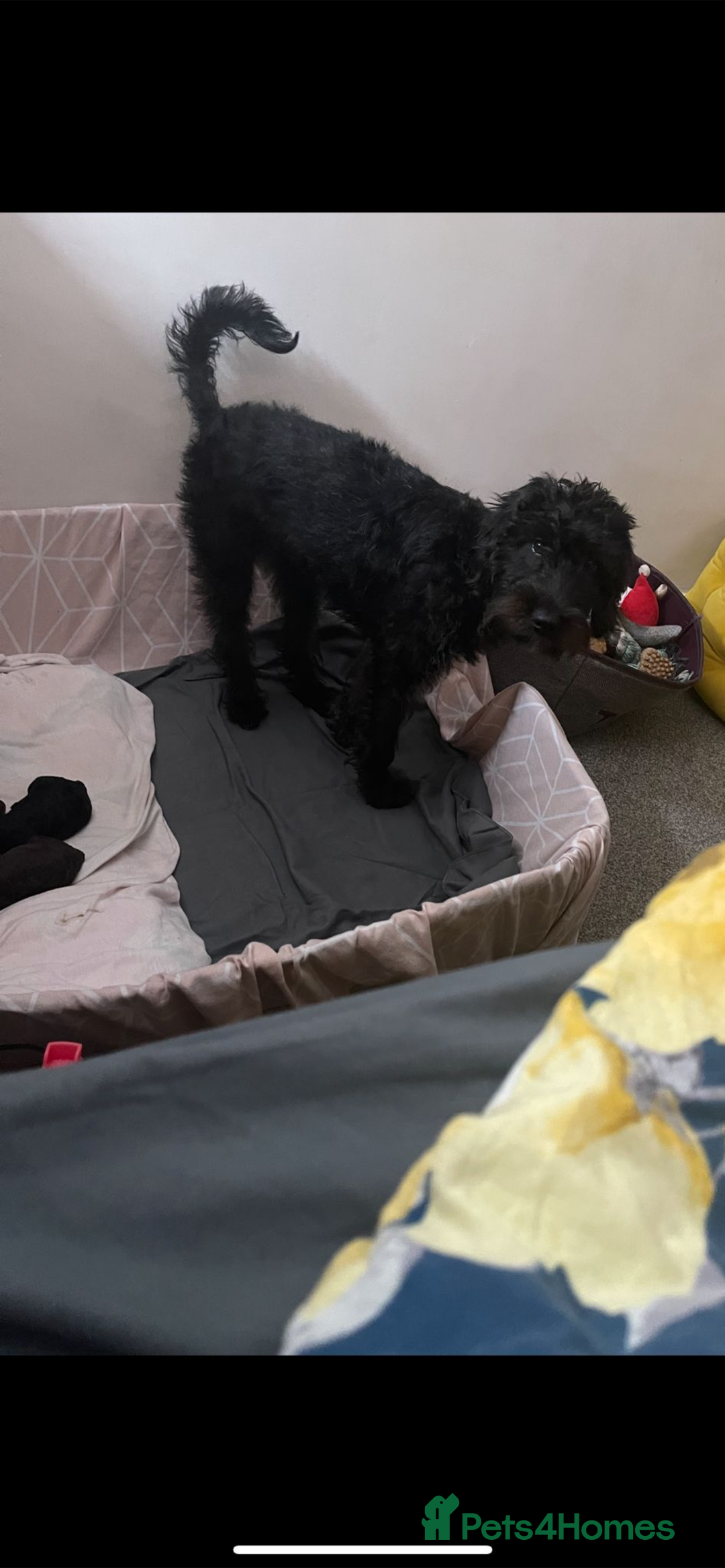 Cockapoo dogs for sale: Cockapoo puppies  - Advert 15